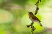 Lejsek maly - Ficedula parva - Red-breasted Flycatcher 6479n